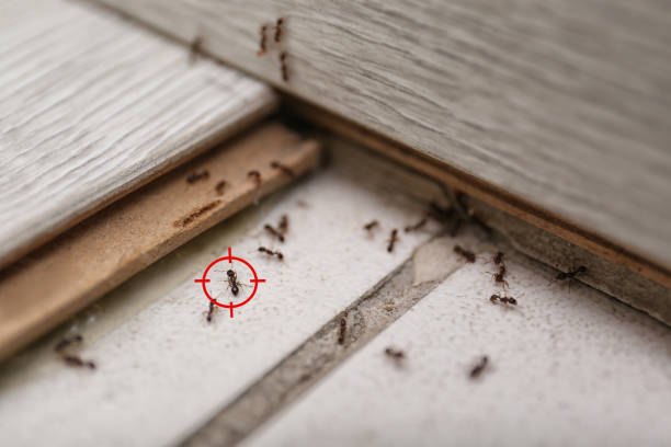 Best Residential Pest Control  in Tiburon, CA