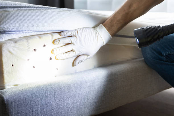 Best Rat Extermination Near Me  in Tiburon, CA