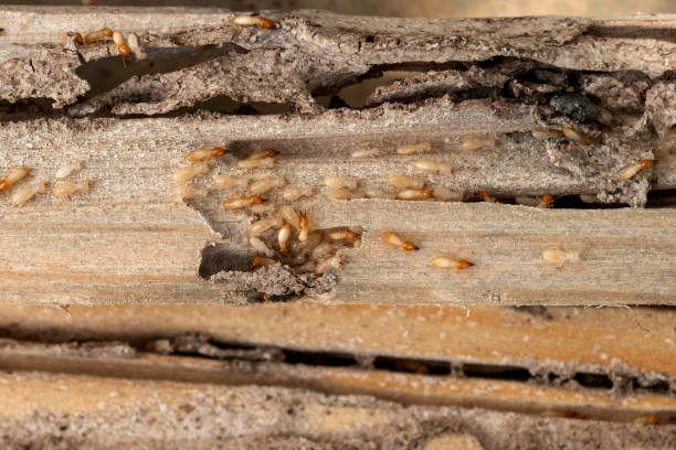 Best Affordable Pest Control Services  in Tiburon, CA