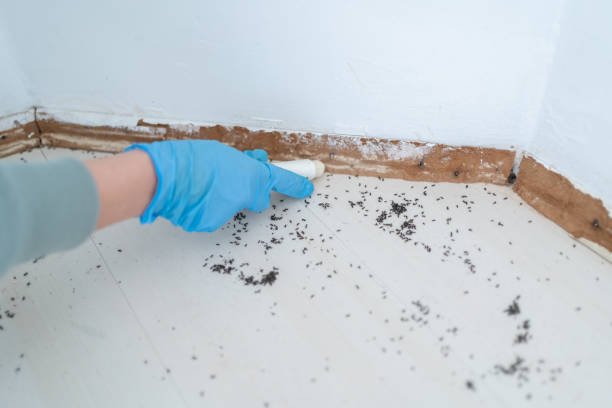 Wasp Removal Services in Tiburon, CA